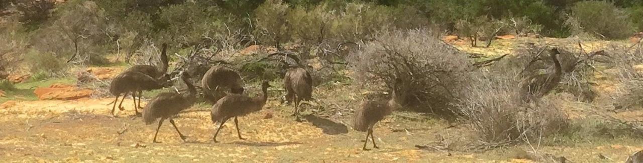 Eco Haven retreat Leilighet Kalbarri Eksteriør bilde